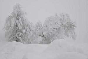 paisaje de bosque de montaña en un día de invierno brumoso foto