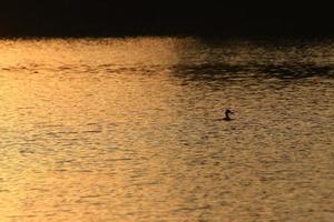 The wild goose float in the evening lake while the golden light reflected in the beautiful water surface. photo