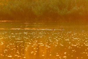 The wild goose float in the evening lake while the golden light reflected in the beautiful water surface. photo