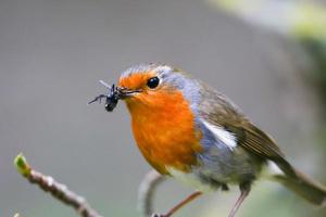 robin bird sitting on tree branches in the park photo