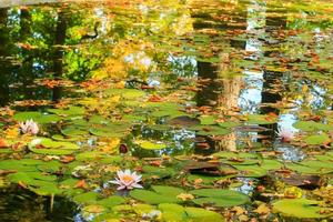 hojas pintorescas de nenúfares y hojas de arce coloridas en el agua en el estanque, temporada de otoño, fondo de otoño foto