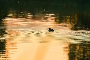 The wild goose float in the evening lake while the golden light reflected in the beautiful water surface. photo