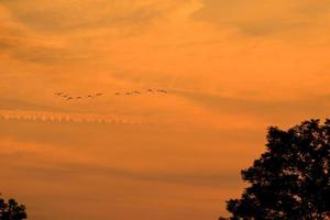 birds flying into sunset sky photo