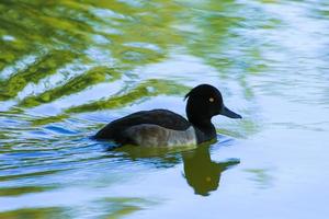 wild ducks on the lake near danube river in Germany photo