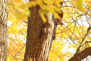 Portrait of Eurasian red squirrel climbing on tree in the park photo