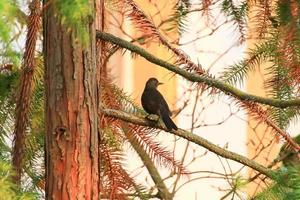 a common blackbird, Turdus merula, sitting on a tree branch photo