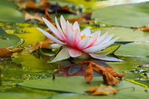Picturesque leaves of water lilies and colorful maple leaves on water in pond, autumn season, autumn background