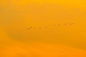 birds flying into sunset sky photo