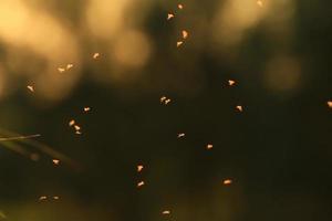 Mosquitos swarm flying in sunset light photo