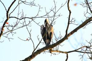 Closeup shot of a Gray Heron sitting on tree branches photo