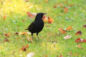 A blackbird looking for food on the ground photo