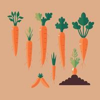 root vegetable carrots orange color vector