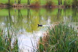 portrait of a coot duck Fulica atra bird swimming on Danube river photo