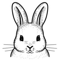 Bunny rabbit mammal animal head vector