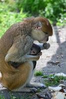 A mother monkey is feeding her cubs in the middle of the forest. Baby monkey is suckling milk from its mothe photo