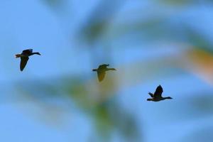 flock of wild geese silhouette on a blue sky photo