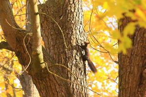 Portrait of Eurasian red squirrel climbing on tree in the park photo