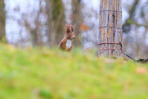 curious Eurasian red squirrel Sciurus vulgaris in the park searching for food on the ground photo