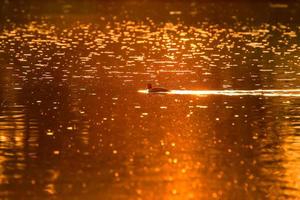 The wild goose float in the evening lake while the golden light reflected in the beautiful water surface. photo