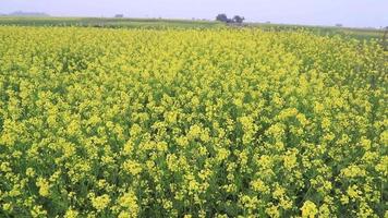 toma en ángulo alto de la planta de flor de colza amarilla floreciente en el campo vista del paisaje natural video