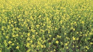 hoge Hoek schot van bloeiend geel koolzaad bloem fabriek in de veld- natuurlijk landschap visie video