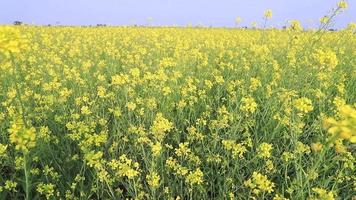 photo en grand angle d'une fleur de colza jaune en fleurs dans le champ vue sur le paysage naturel video