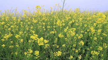 hög-vinkel skott av blomning gul rapsfrö blomma växt i de fält naturlig landskap se video