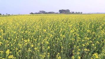 hoge Hoek schot van bloeiend geel koolzaad bloem fabriek in de veld- natuurlijk landschap visie video
