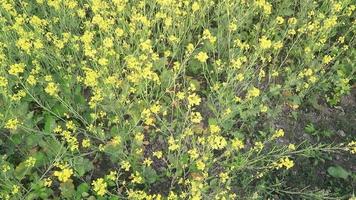 toma en ángulo alto de la planta de flor de colza amarilla floreciente en el campo vista del paisaje natural video
