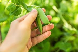 concepto de jardinería y agricultura. trabajadora agrícola cosechando a mano guisantes orgánicos maduros frescos verdes en una rama en el jardín. producción de alimentos caseros vegetarianos veganos. mujer recogiendo vainas de guisantes. foto