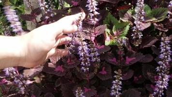 la mano toca la parte superior del hermoso campo de flores frescas de gran florecimiento de flores relaja el fondo natural video