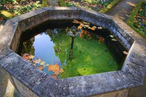 October Atumn Maple Leaf floating on water photo