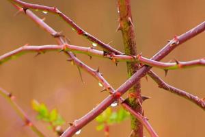 thorny dog rose branches. Green wild rose branch with many little and big sharp and poitny orange thorns photo