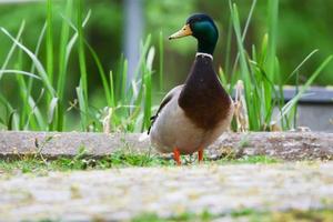 wild ducks on the lake near danube river in Germany photo