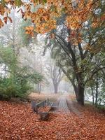 Autumn landscape near the Danube river, Regensburg city, Europe. Walking trough the forest on a foggy day. photo