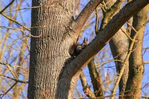 curious red squirrel peeking behind the tree trunk photo