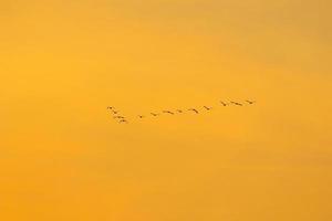 birds flying into sunset sky photo