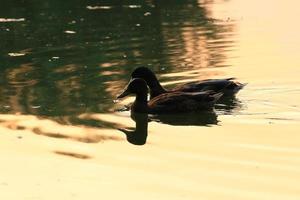 The wild goose float in the evening lake while the golden light reflected in the beautiful water surface. photo