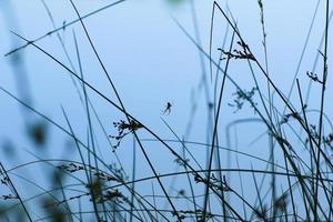 silueta de araña en la hierba sobre fondo azul foto