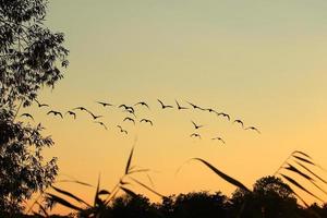 wild goose flaying near the Danube water stream photo