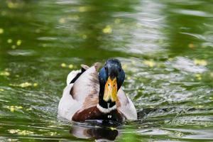 wild ducks on the lake near danube river in Germany photo