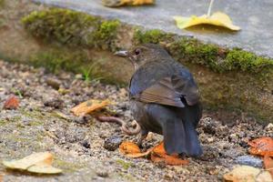 A blackbird looking for food on the ground photo