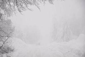 paisaje de bosque de montaña en un día de invierno brumoso foto