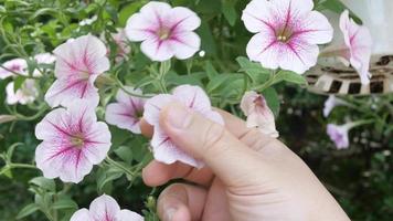 la mano toca la parte superior del hermoso campo de flores frescas de gran florecimiento de flores relaja el fondo natural video