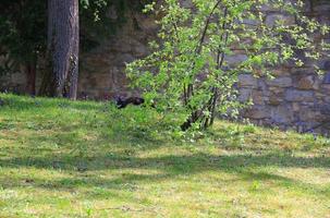 curious Eurasian red squirrel Sciurus vulgaris in the park searching for food on the ground photo