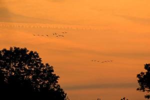 birds flying into sunset sky photo