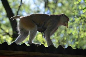 una madre mono está alimentando a sus cachorros en medio del bosque. el mono bebé está mamando leche de su madre foto