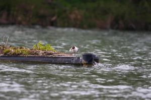 a gull eating fish on Danube river photo