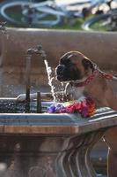 a dog drinking water from a public fountain photo