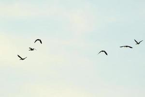 wild goose flaying near the Danube water stream photo